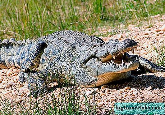 Крокодил: описание дикого животного, фото, где и как живут, виды, названия, интересные факты