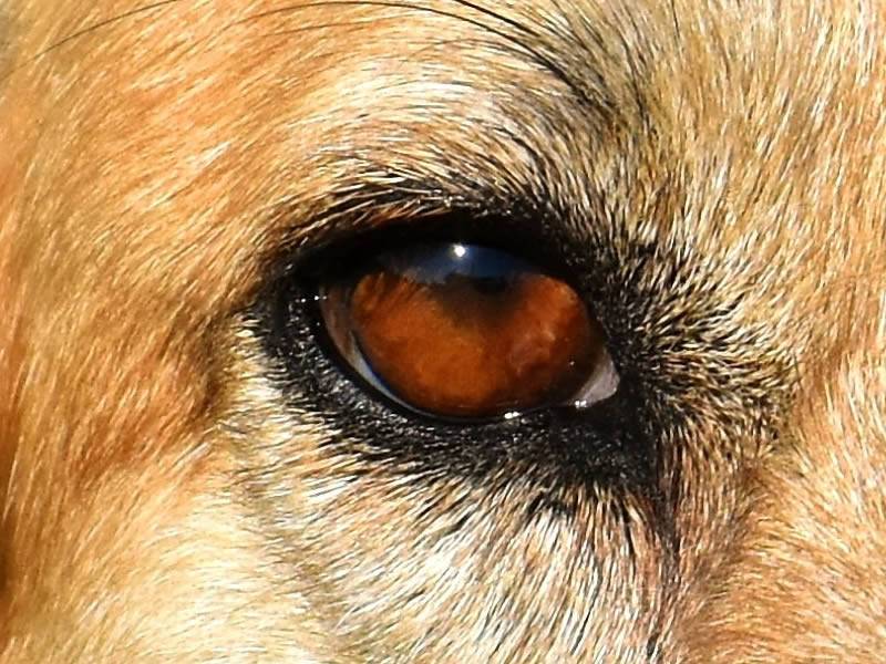 Конъюнктивит у собаки – причины, симптомы, лечение, профилактика