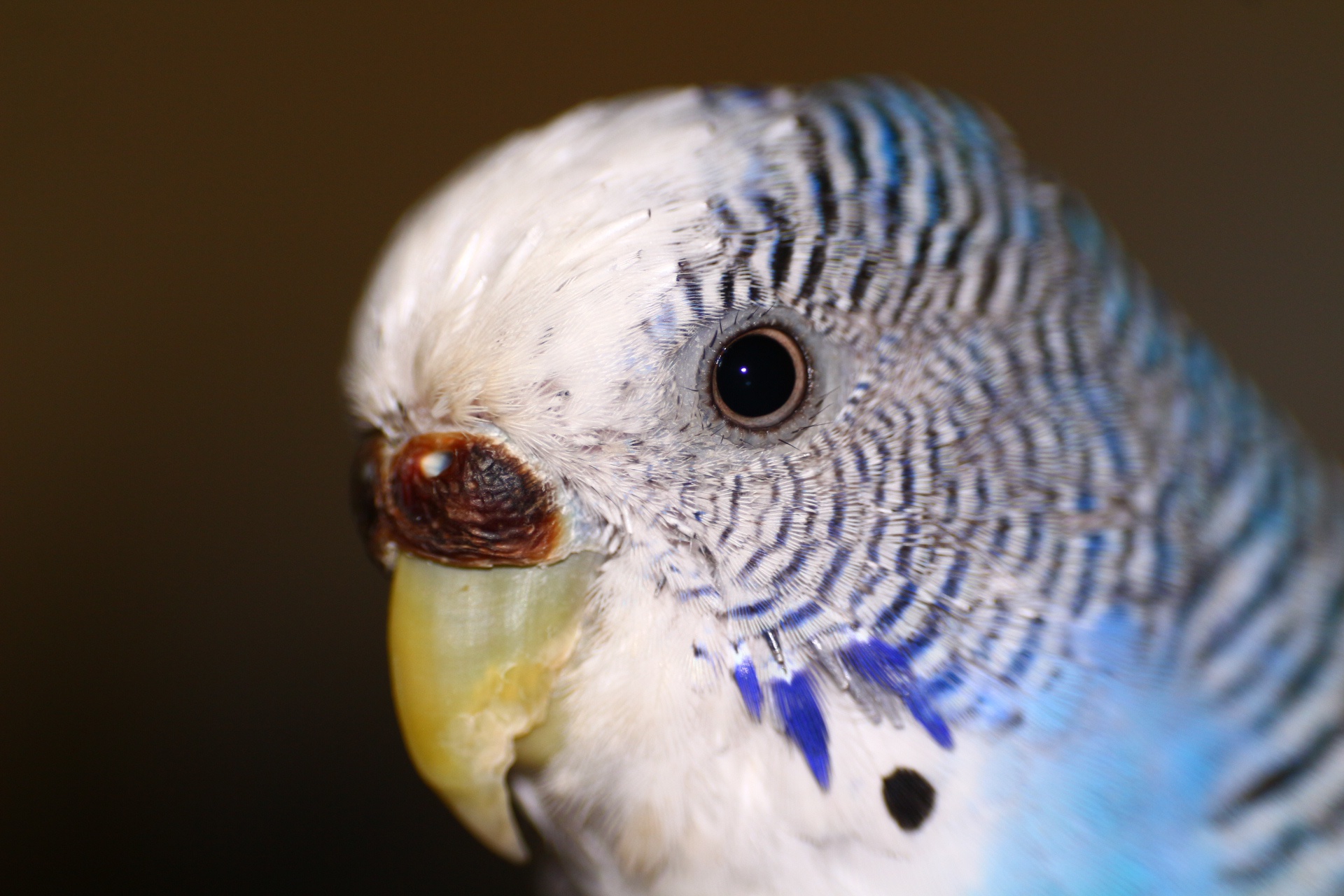 Как видят попугаи, различают ли цвета, видят ли в темноете, вся информация о зрении волнистиков, корелл и неразлучников