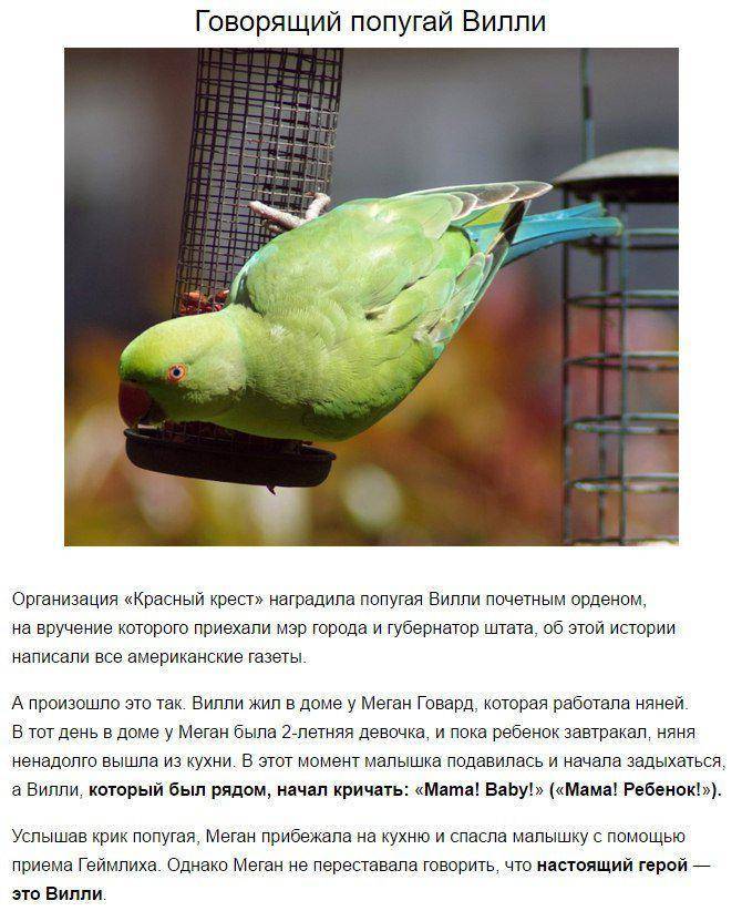 ᐉ крик попугая: как кричит или орет, причины, что значит и как отучить - kcc-zoo.ru