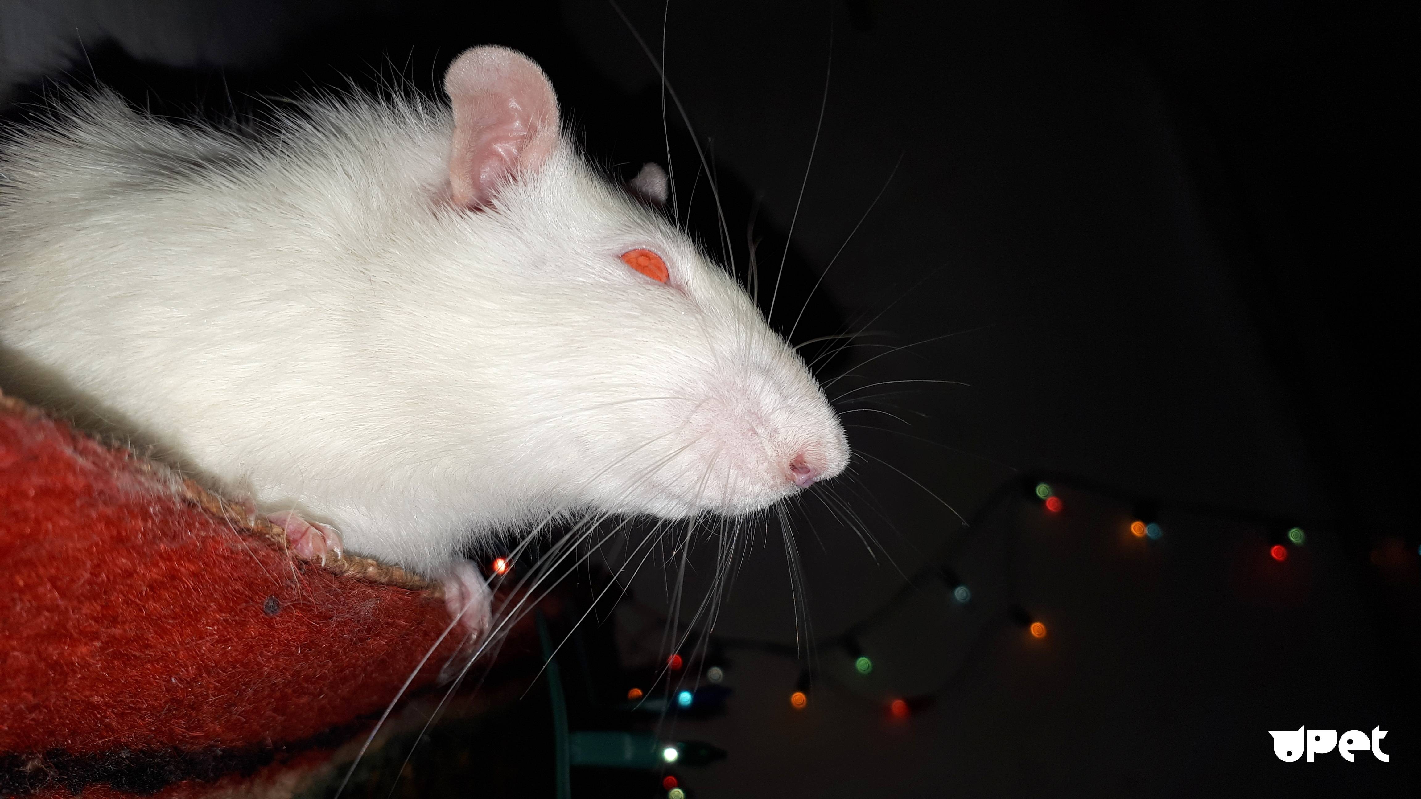 Домашняя декоративная крыса: уход и содержание в домашних условиях (фото)