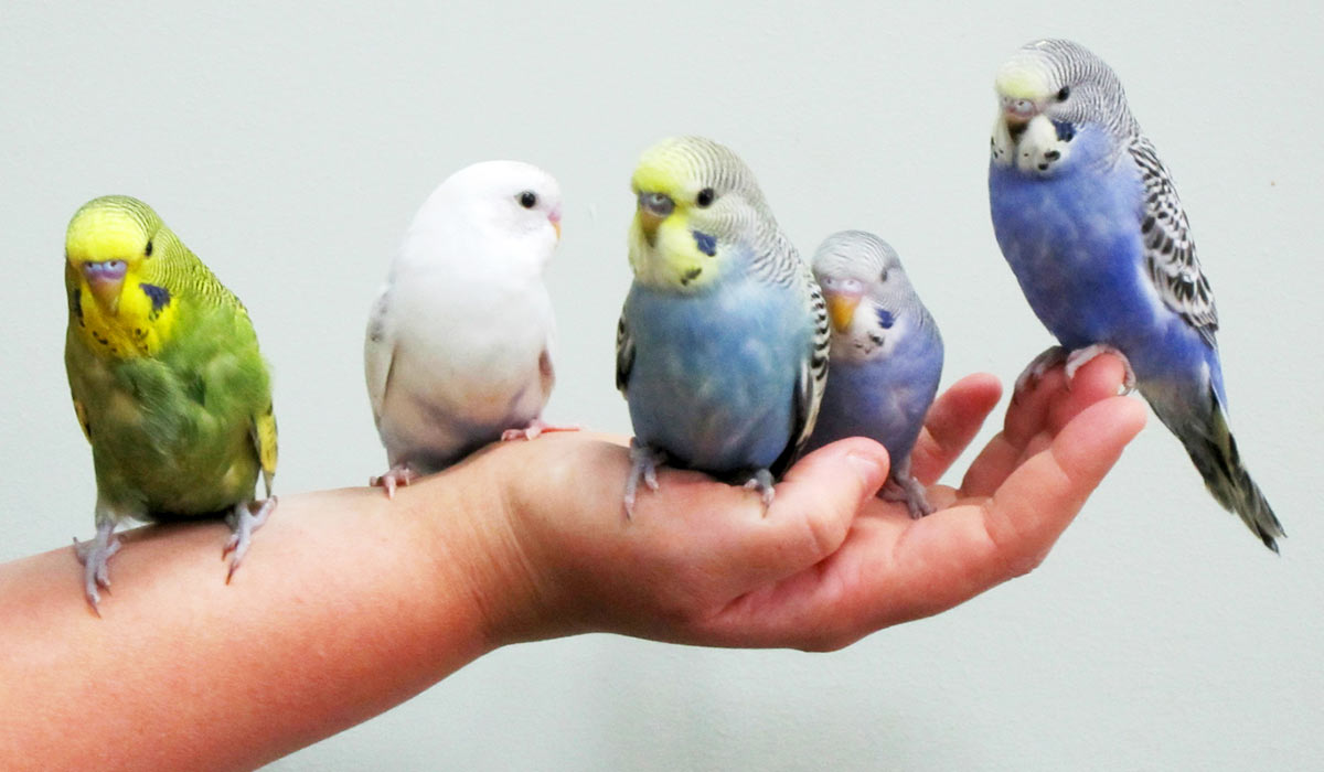 Как приручить волнистого попугая к рукам