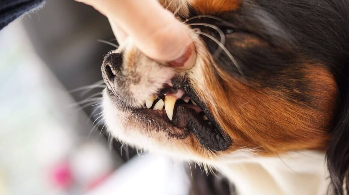Зубной камень у собак: от чего появляется, удаление, профилактика.