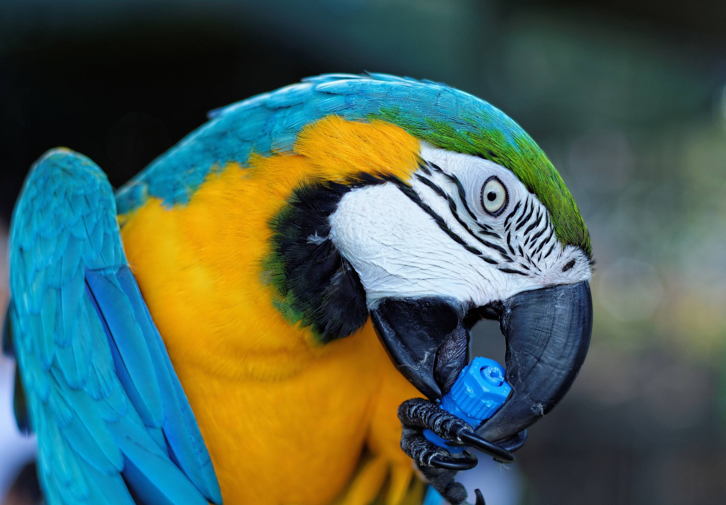 Попугай ара: описание, содержание и уход в домашних условиях