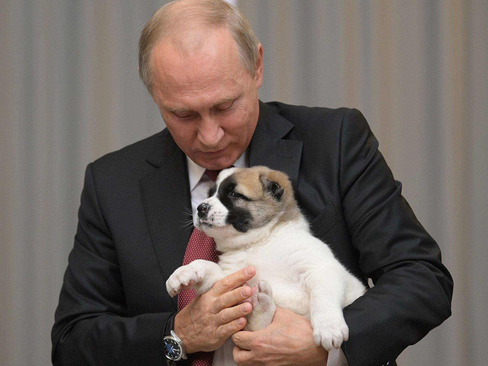 Собака порода президента путина: собаки владимира путина — фото и породы питомцев президента —  