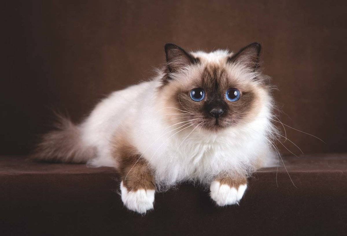 Бирманская кошка - происхождение, особенности поведения и содержание | породы кошек