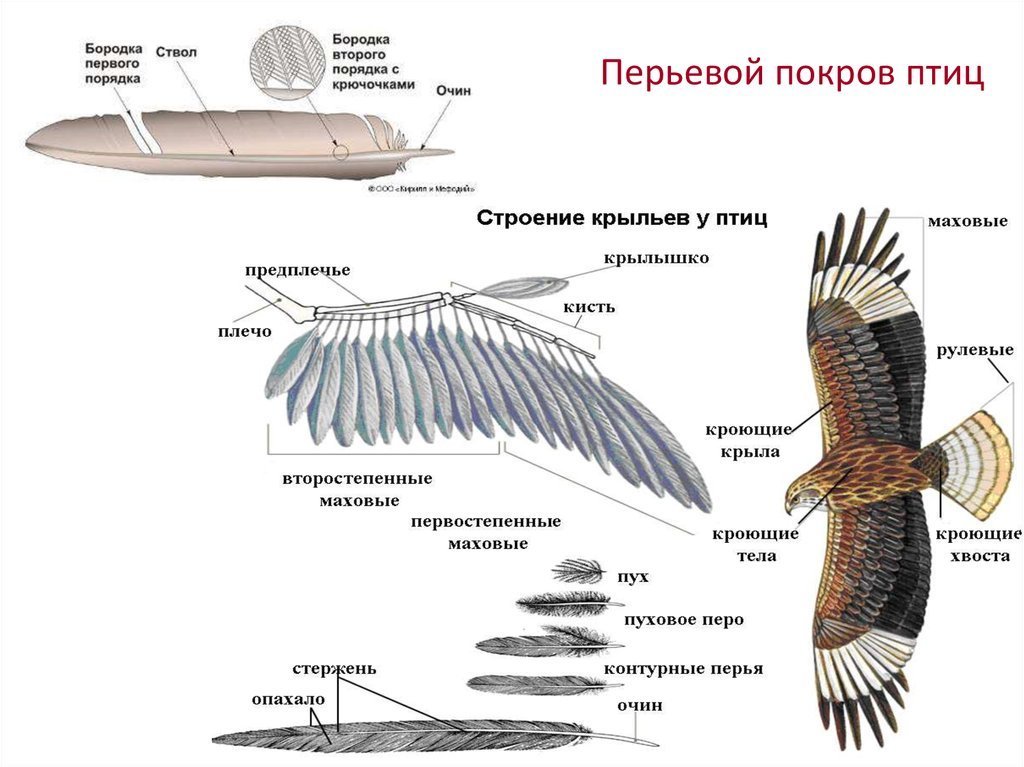 Павлин: как выглядит, описание птицы | интересный сайт