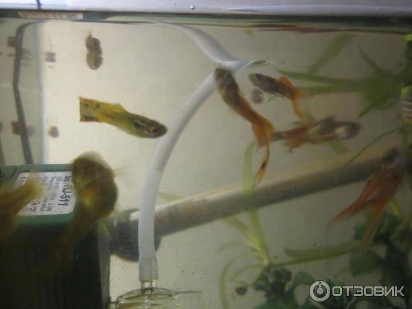Гуппи — рыбка для начинающего аквариумиста, содержание, уход