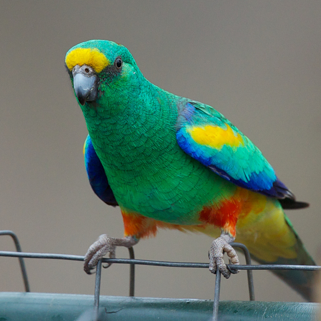 Описание и характеристика певчих попугаев