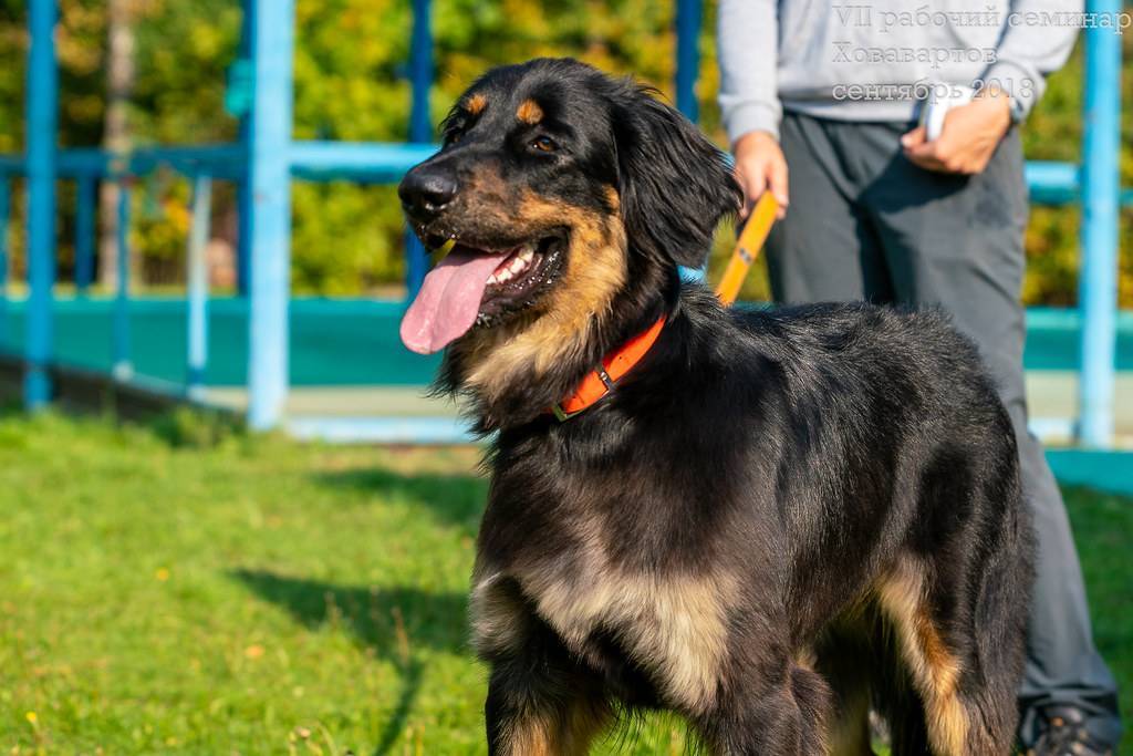 Домашний страж ховаварт – порода собак из германии: описание экстерьера, характер и навыки