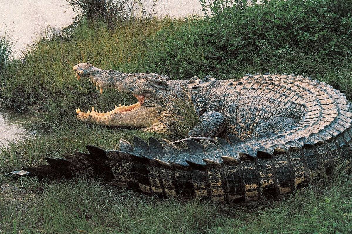 Самый большой крокодил в мире – топ-10
