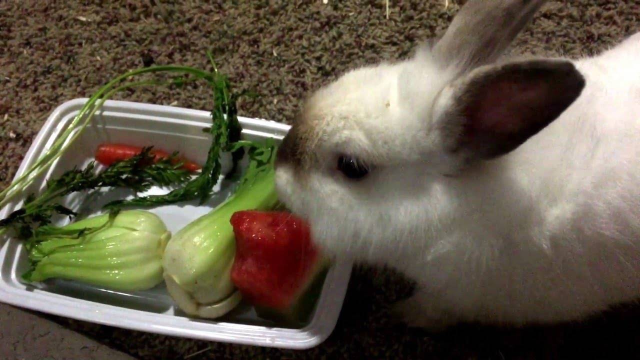 Кормление декоративного кролика