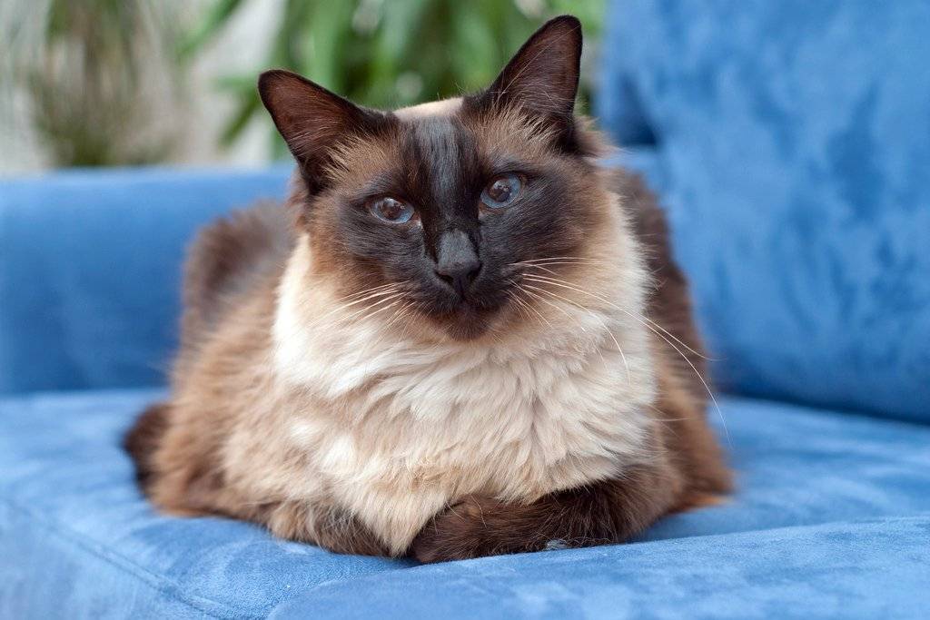 Балинезийская кошка: фото породы, описание и цена