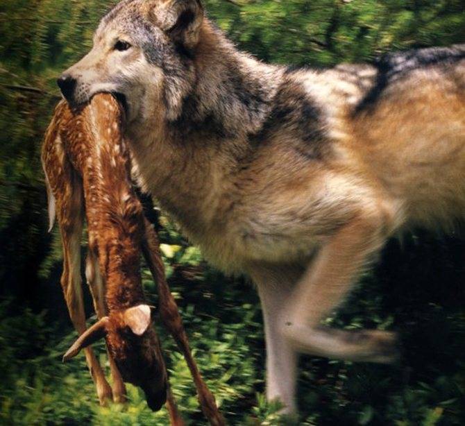Охота на волка. способы охоты на волков