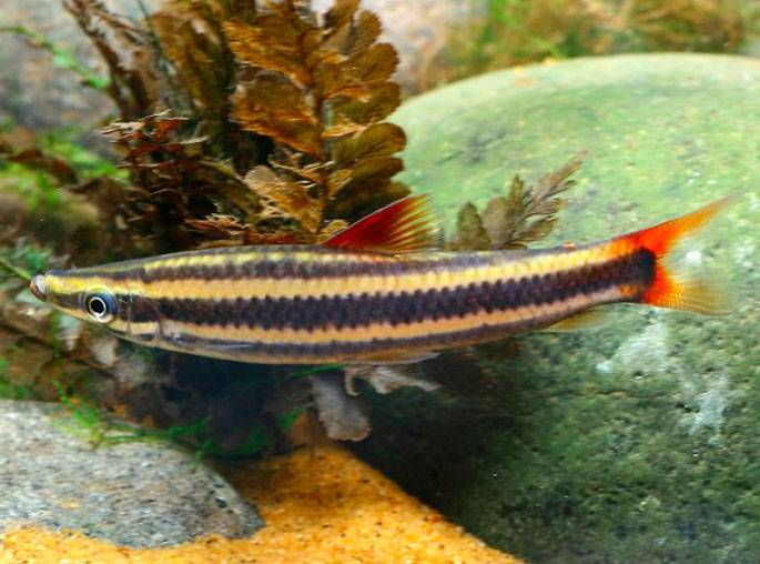 Аностомус обыкновенный - фото, описание, содержание, отзывы - рыбы