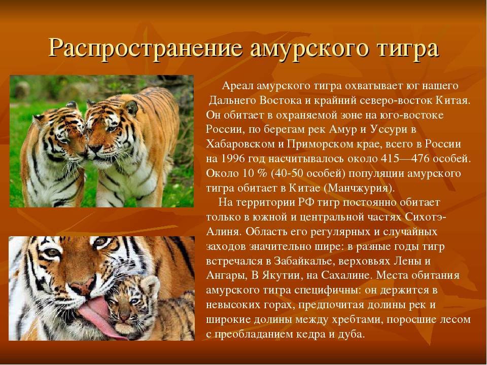 Тигр – описание, виды, где обитает, чем питается, фото