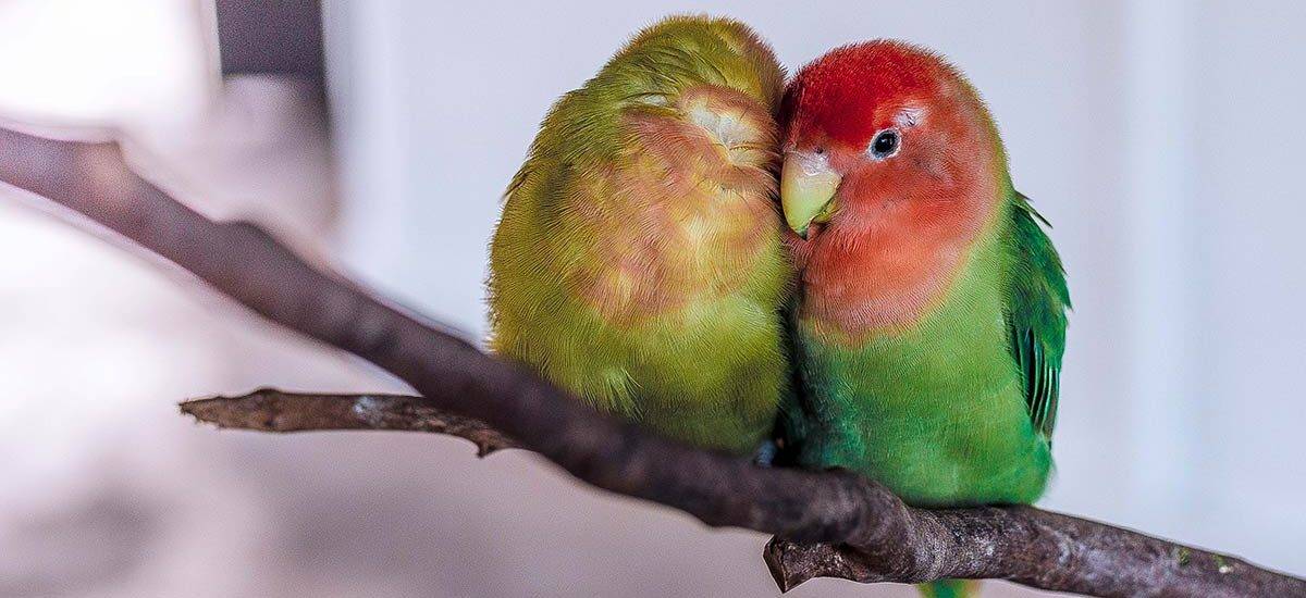 Воробьиный попугай — миниатюрный и тихий представитель попугаевых