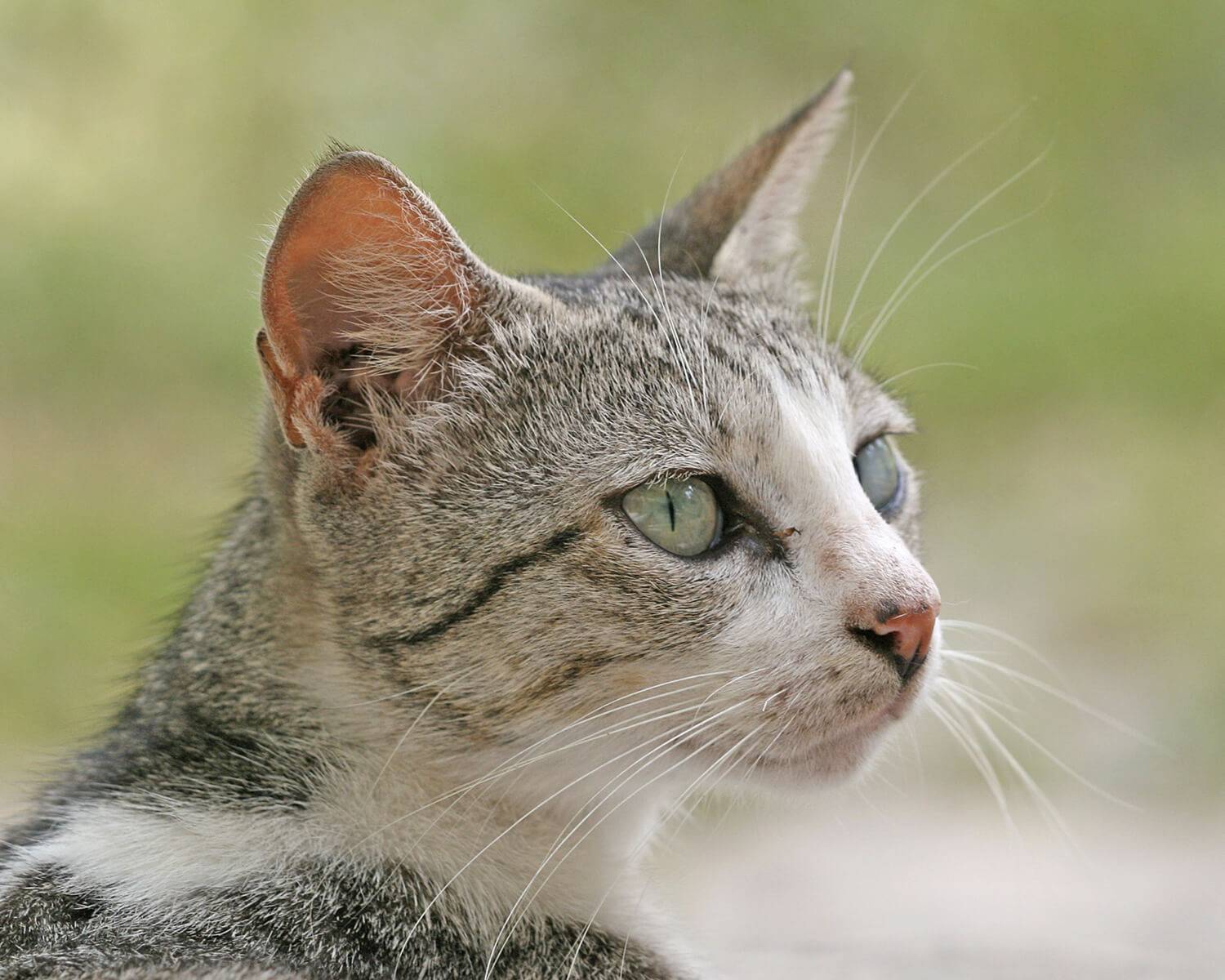 Фото бразильской короткошерстной кошки: описание породы
