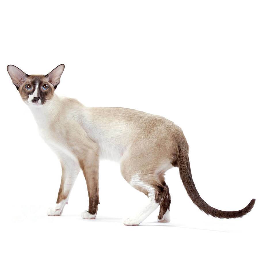 Сейшельская кошка фото и описание породы сейшел