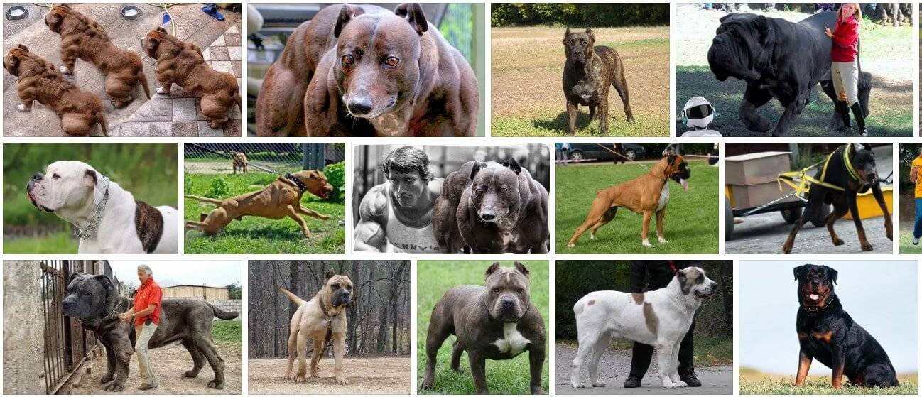 Какие породы собак самые сильные: как измерить силу, особенности и описание