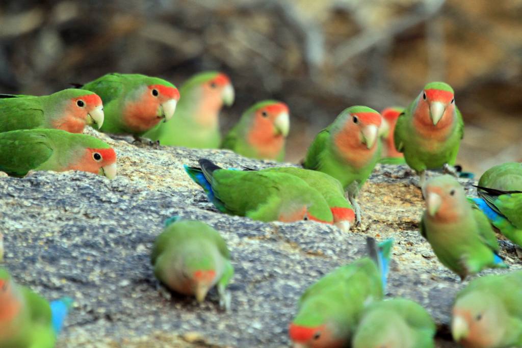 Внешний вид, поведение и содержание попугаев неразлучников