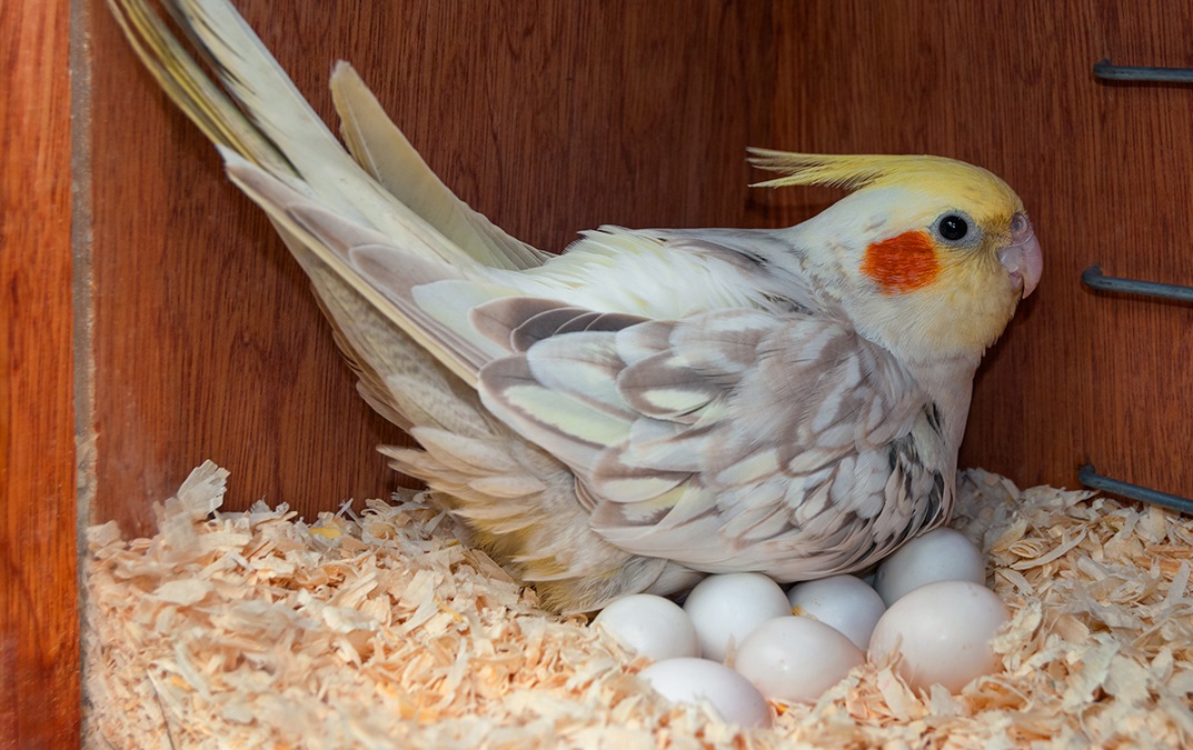 Домашние попугаи корелла как размножаются