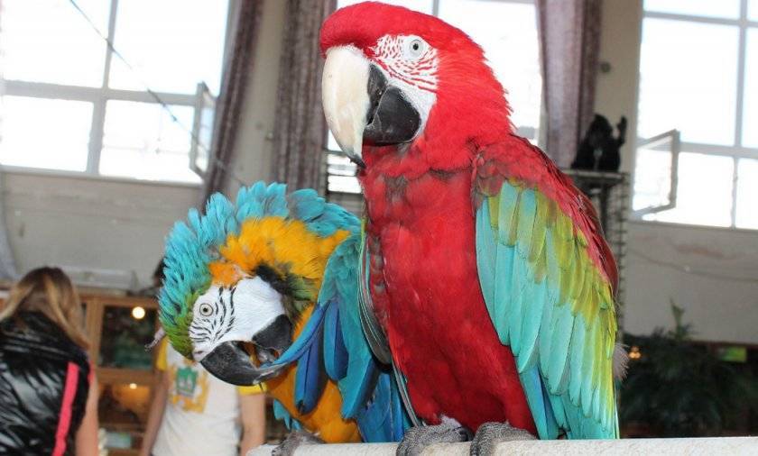 Сколько стоят различные виды попугая ара