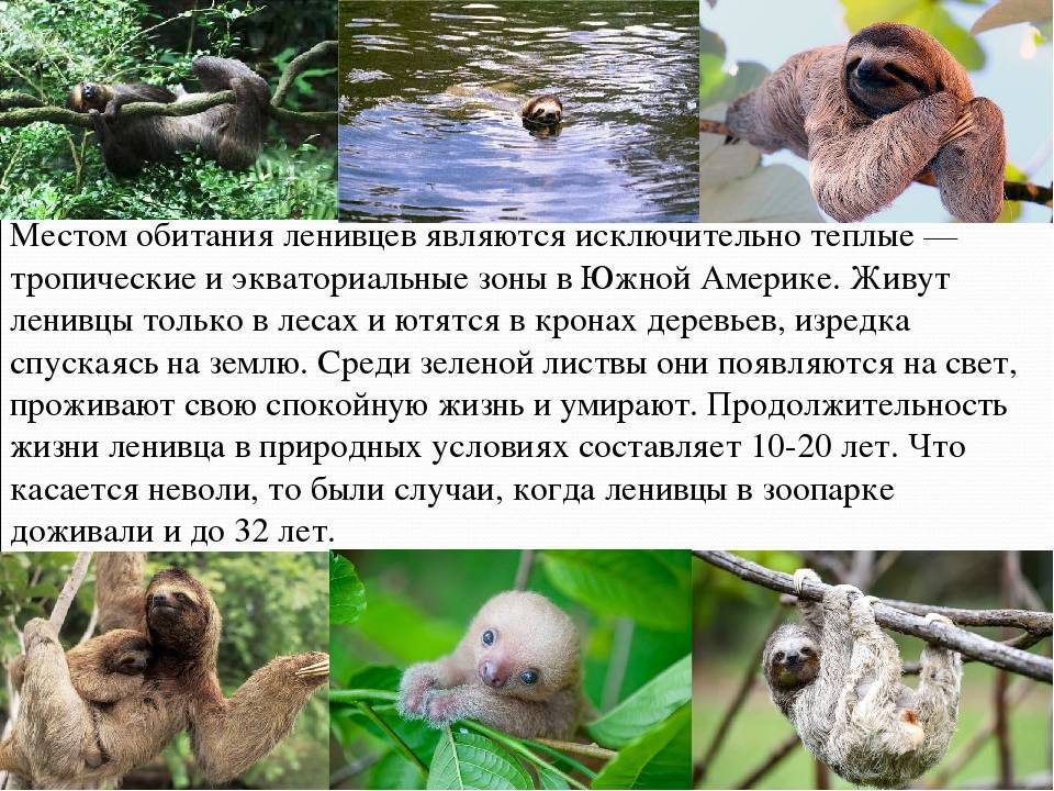 Ленивец: описание, виды, среда обитания, что ест, враг и образ жизни | планета животных