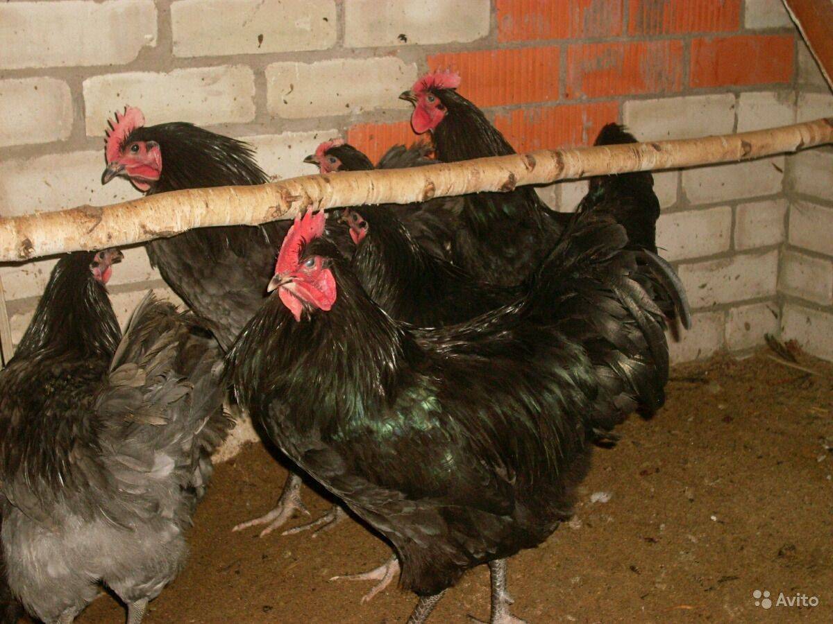 Джерсийский гигант: • порода кур, описание, фото, видео