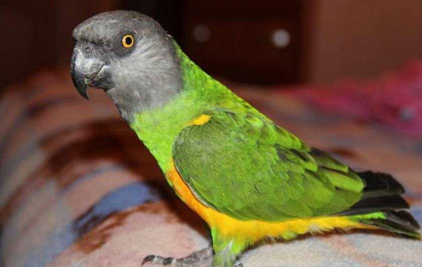 Длиннокрылый конголезский попугай | мир животных и растений