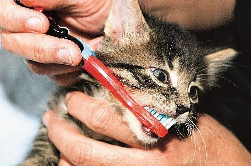 Чистка зубов кошке: как часто чистить зубы питомцу?