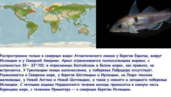 Рыба-капля: фото, видео, описание