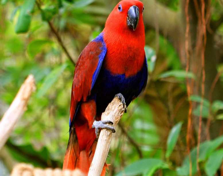 Благородный попугай эклектус - подвиды, уход и содержание