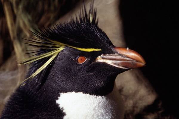 Пингвины: где обитают и чем питаются птицы, интересные факты