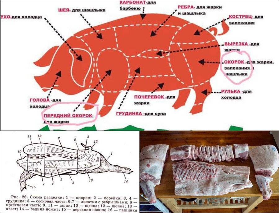 Как зарезать свинью? технология убоя свиней и разделки туши :: syl.ru