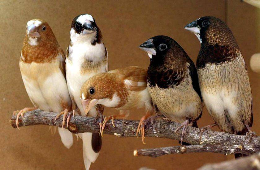 Яркие птички амадины: уход, содержание и разведение в домашних условиях