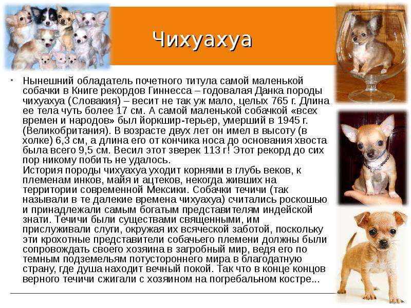 Чихуахуа фото собаки, описание породы, мини и длинношерстные, сколько живут, отзывы владельцев