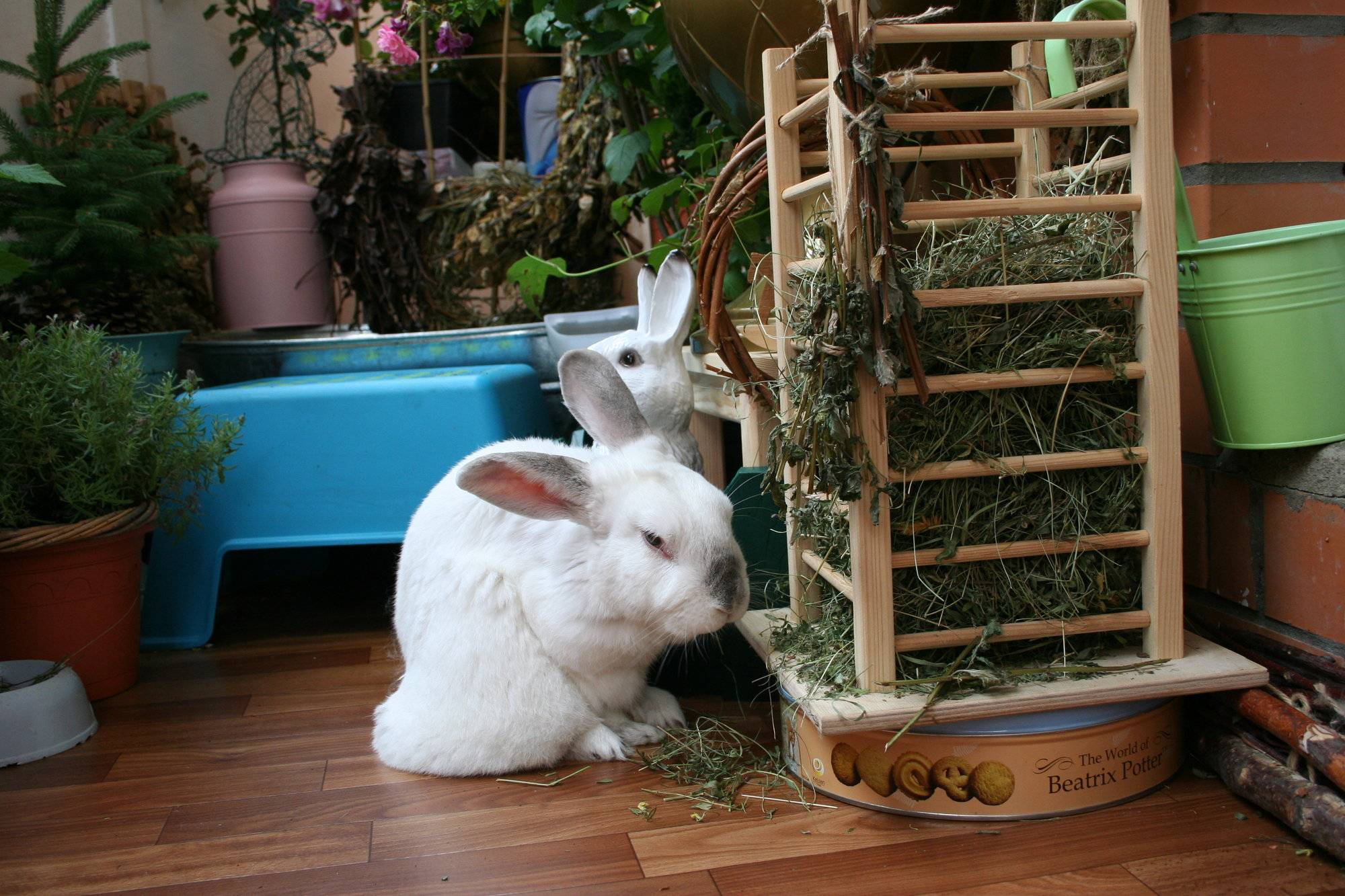 Содержание декоративных кроликов: советы и основные ошибки