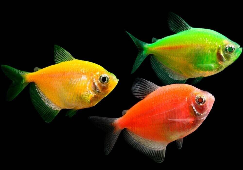 Тернеция: внешний вид, уход и содержание, размножение рыбок в аквариуме