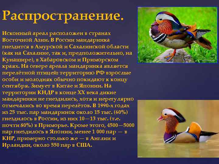 Утка-мандаринка: описание и фото. узнайте, где живет утка-мандаринка