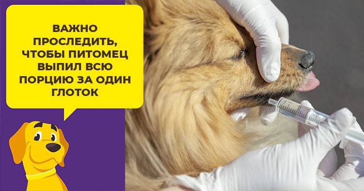 Первая помощь при отравлении собаки. как вызвать рвоту у собаки? | дети фауны