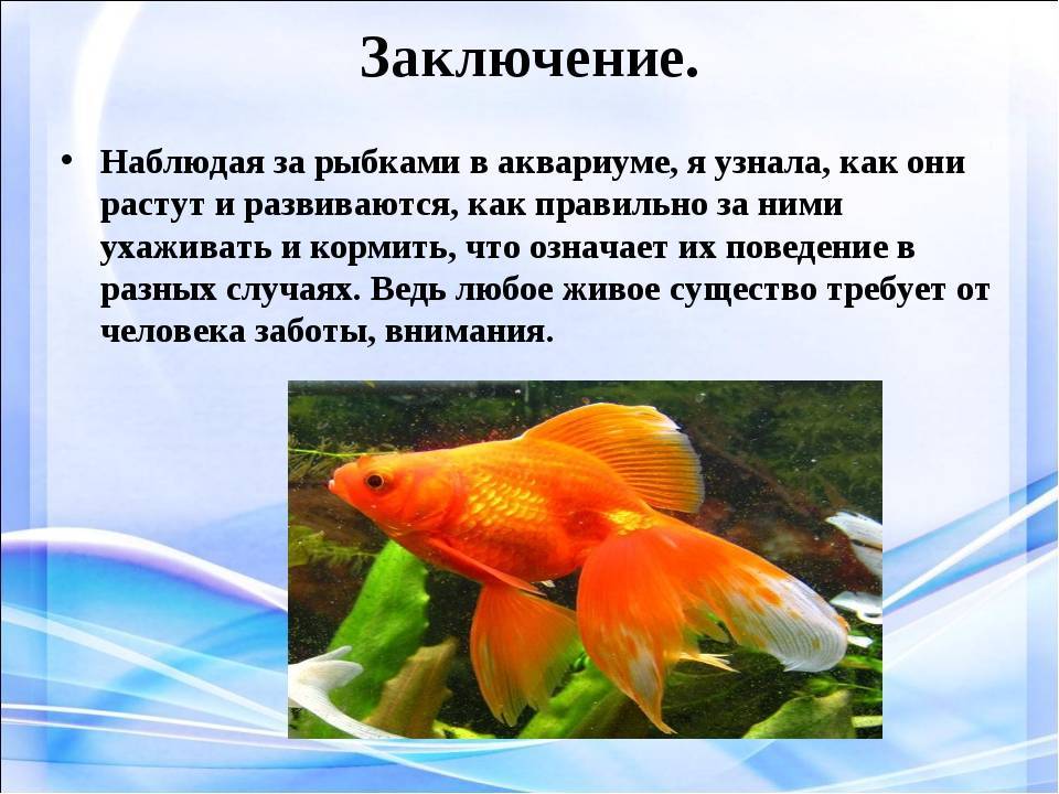 Беседа с детьми о рыбках. воспитателям детских садов, школьным учителям и педагогам - маам.ру