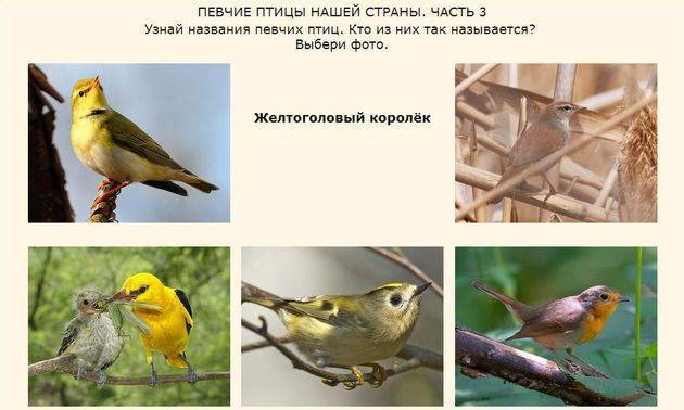 Певчие птицы россии: их названия и описания