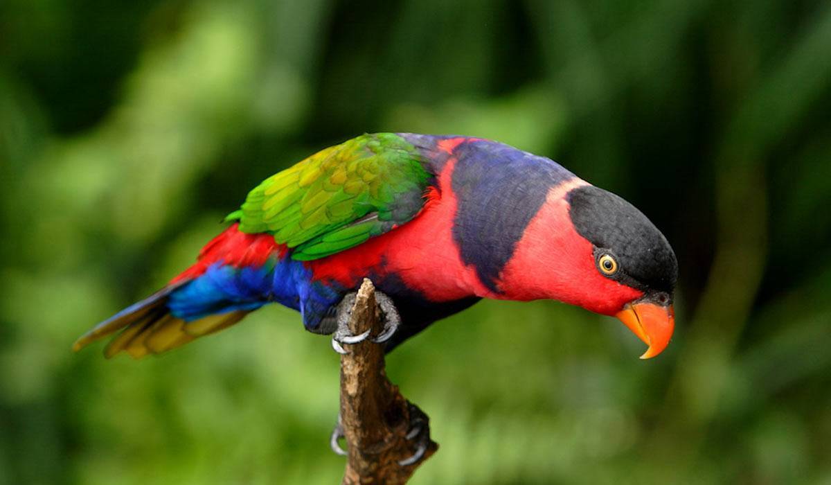 Попугай лори: фотографии и видео про эту птицу