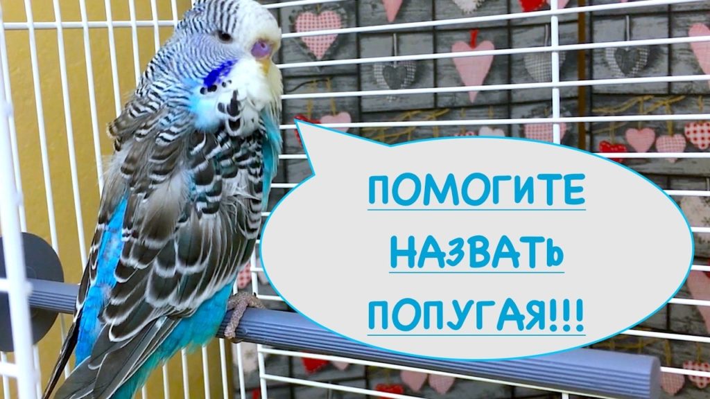 Как назвать попугая - мальчика или девочку, имена, клички для попугаев