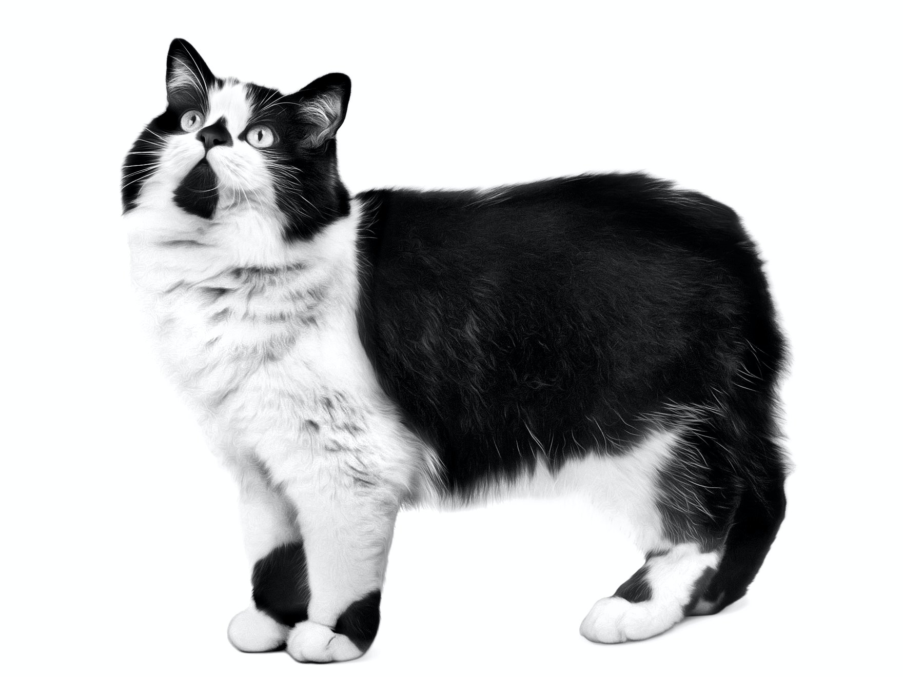 Кошка кимрик: описание породы и особенности характера