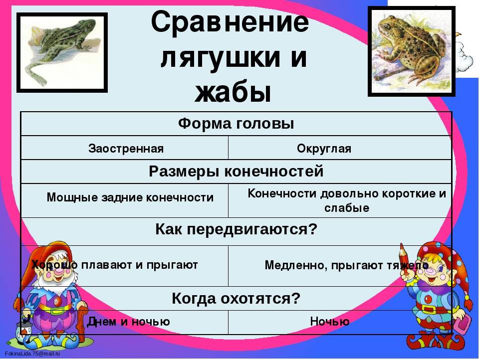 Сравнение лягушки и жабы. сходство и различие. разница между лягушкой и жабой
