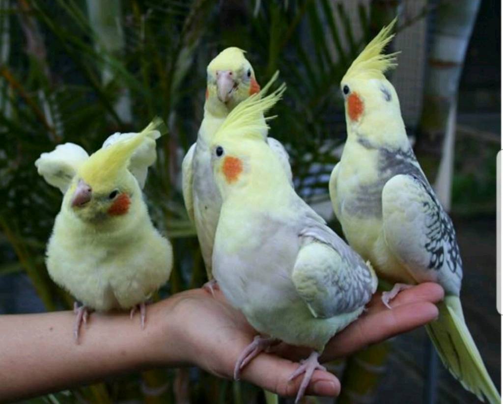 [новое исследование] как определить пол попугая корелла, отличить мальчика от девочки, самца от самки