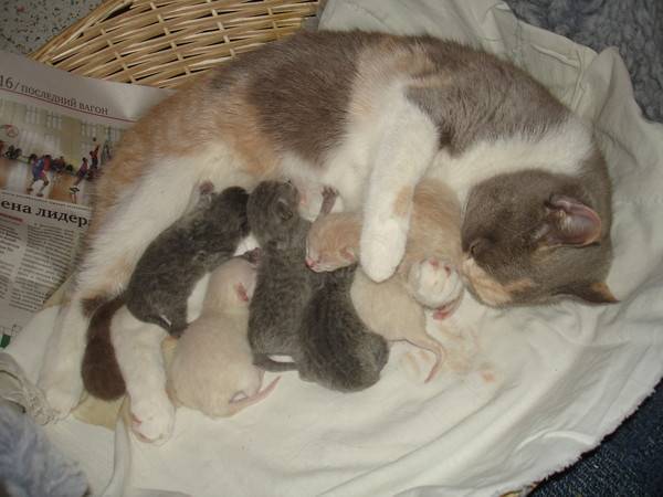 Сколько котят может родить кошка при первых и последуюих родах