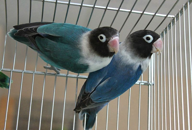 Попугаи неразлучники: виды, особенности содержания и ухода в домашних условиях